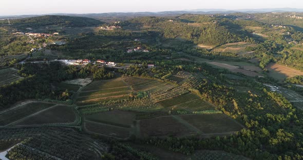 Aerial view of beautiful countryside at sunset with vineyard, Croatia.