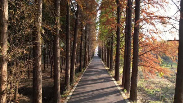 Through the Metasequoia woods