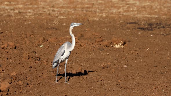 Grey Heron In Natural Habitat