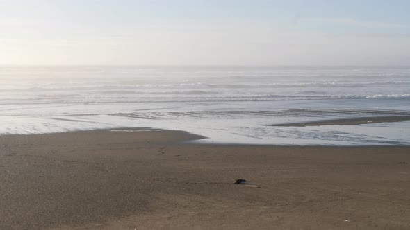 A bird rests on the shore as the tide pulls out at Bullards Beach in Oregon.