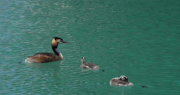 Great crested grebe with juveniles, (Podiceps cristatus), lake of Annecy, France