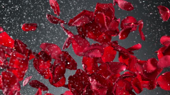 Super Slow Motion Shot of Real Red Rose Petals and Water Explosion on Grey Background at 1000 Fps alt