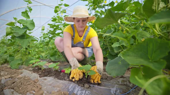 Woman processes cucumber sprouts. a farmer in a straw hat and yellow gloves