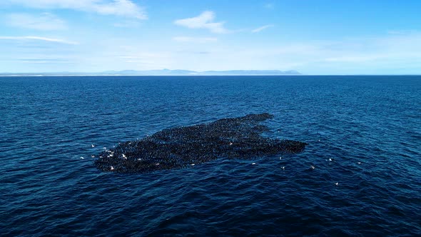 Aerial - Low fly-over over massive flock of cormorants floating in the open ocean