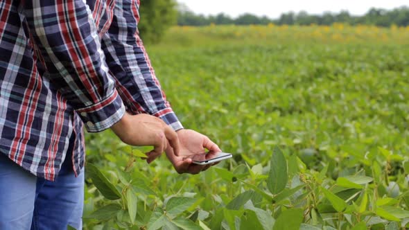 A farmer with a digital tablet works on a soybean smart farm. Agriculture concept.