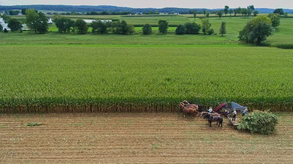 A Drone Side View of Amish Harvesting Their Corn, Stopped to Repair the Machine, Using Six Horses an