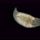 Dalyellia Worm Under a Microscope, of the Family Dalyelliidae, Class Turbellaria, Lives in Fresh - VideoHive Item for Sale