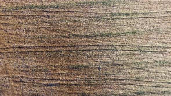 Aerial View on Ripe Wheat Field in Countryside