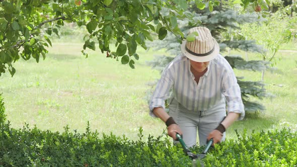 Charming farmer woman using large scissors for trimming boxwood bushes outdoors.