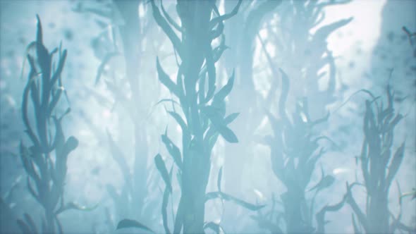 Underwater Grass Forest of Seaweed