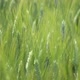  Green Wheat Stalks Blow in the Wind. Natural Wheat Field. Beautiful Nature Wheat Field - VideoHive Item for Sale
