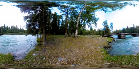 360 VR Virtual Reality of a Wild Forest. Pine Forest, Small Fast, Cold Mountain River. National Park