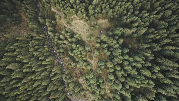 Aerial Top Down of Conifer Forest at Mountain Hills
