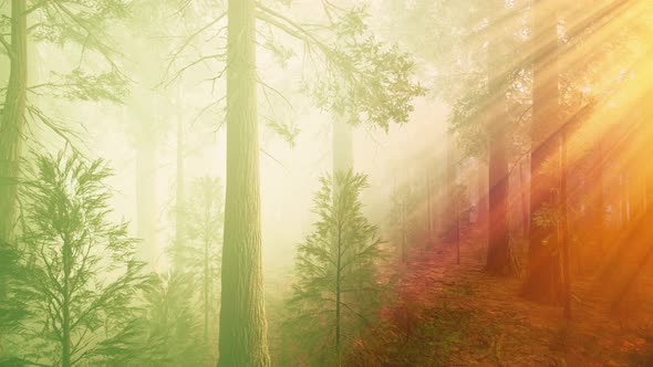 Morning Fog in the Giant Sequoias Forest