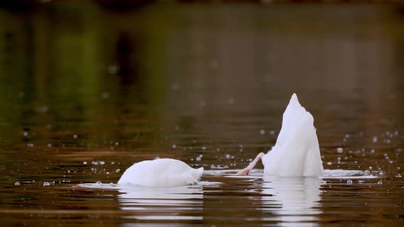 Slow motion shot of Black-necked Swan hunting diving in lake and catching food