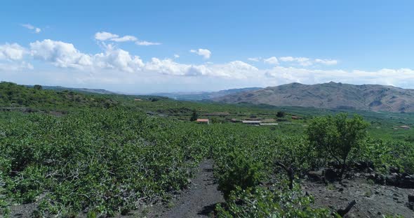 Aerial View of Pistacchio Trees in Bronte