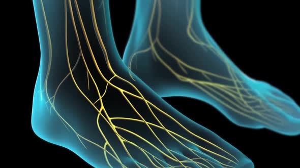 Pain and nerves in the foot alt