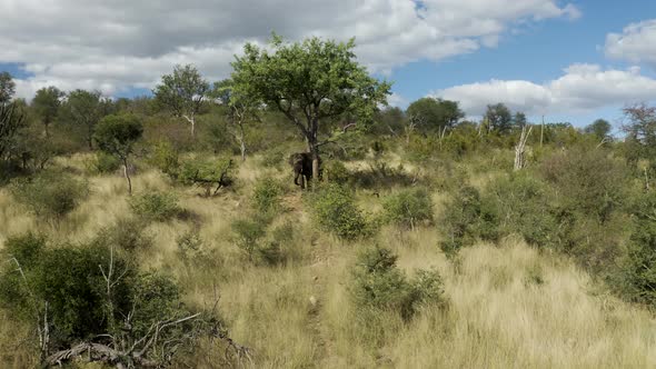 Aerial View of Elephants walk in the savana, Balule Nature Reserve, Maruleng NU.