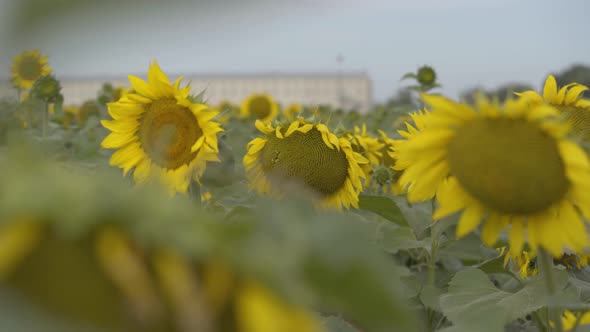 Playful Curly Girl Looking at the Camera Smiling Standing in the Sunflower Field