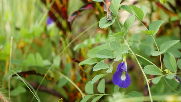 Beautiful Blooming Clitoria Ternatea in Wild Nature. Blooming Herb of Blue Pea in Wild Area on