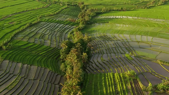 Aerial video in an amazing landscape rice field on Jatiluwih Rice Terraces, Bali, Indonesia