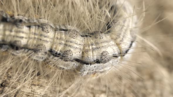 Caterpillar Moving Slowly