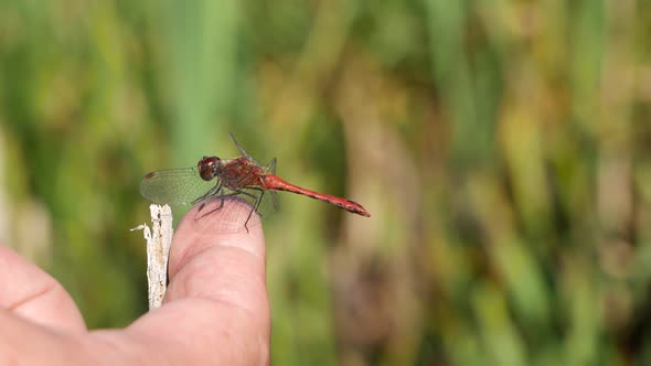 Dragonfly Flew On A Finger.