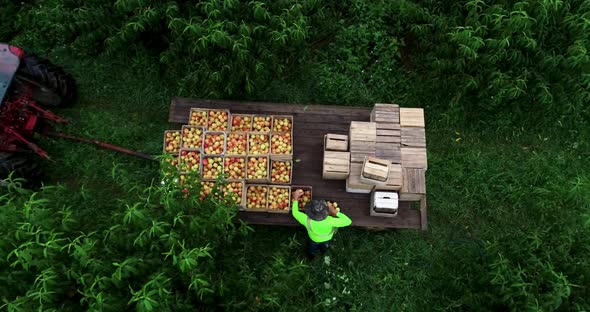 Aerial view looking straight down and orbiting as a farmer empties his basket of peaches into a bin