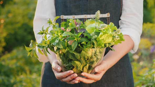 Farmer Holds a Bowl with Mint Melissa and Barberry  Ingredients for Soft Drinks and Tea