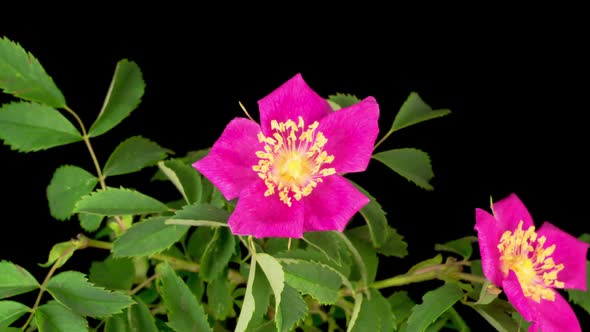 Timelapse of Dogrose Flower Blooming