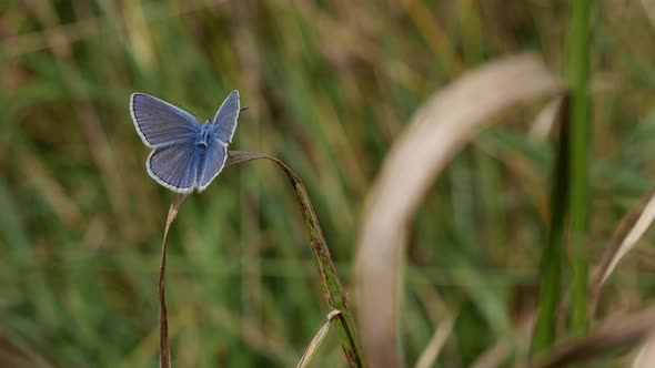 The Blue Moth Sways On A Dry Blade Of Grass And Cleans Its Mustache With Its Paw.