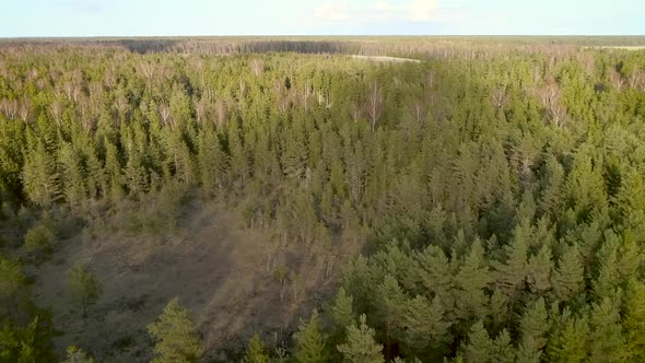 Aerial view of beautiful forest on the coast of island Vormsi, Estonia