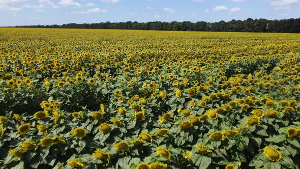 Aerial View of a Field with Sunflowers