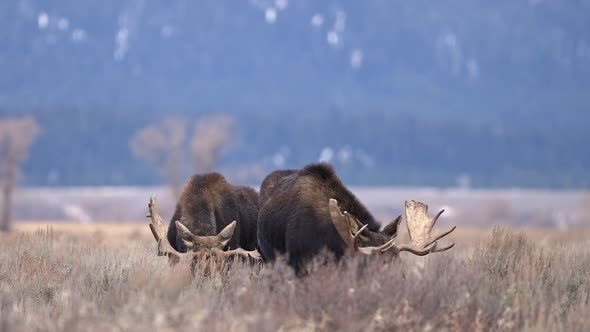 Large Bull Moose in field grazing together during Fall