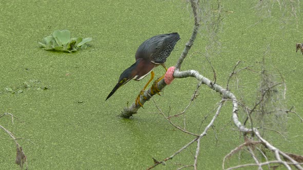 Green Heron Fishing in A Swamp