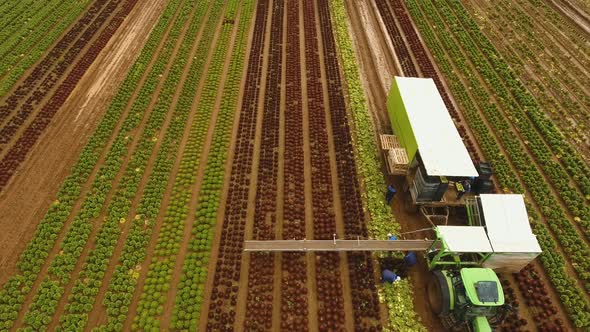 Cabbage Harvesting By Tractor