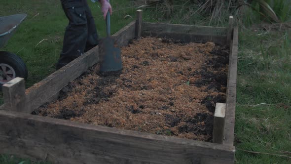 Young man spreads sawdust over soil in raised garden bed