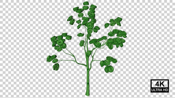 Growing Torus Tree 4K