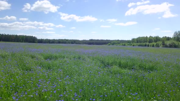 Aerial View on a Green Spring Fields with Blooming Cornflowers