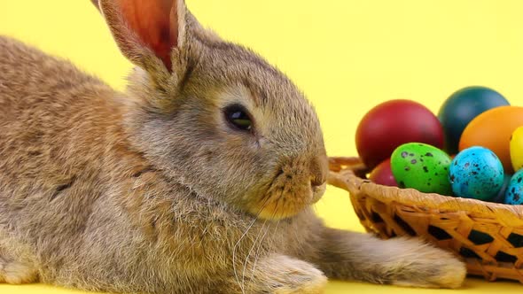 a Small Fluffy Brown Easter Bunny Lies Near a Wooden Wicker Basket with a Variety of Colorful Eggs