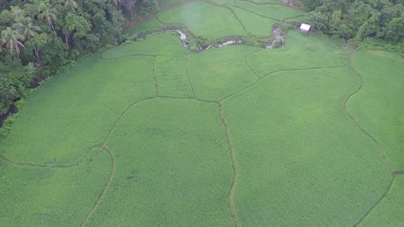 Aerial View of Rice Fields in the Philippines