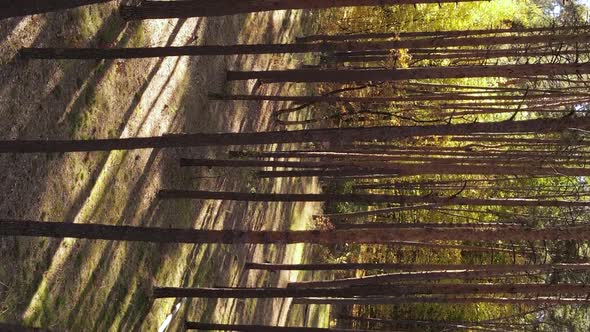 Vertical Video of the Forest on an Autumn Day Slow Motion