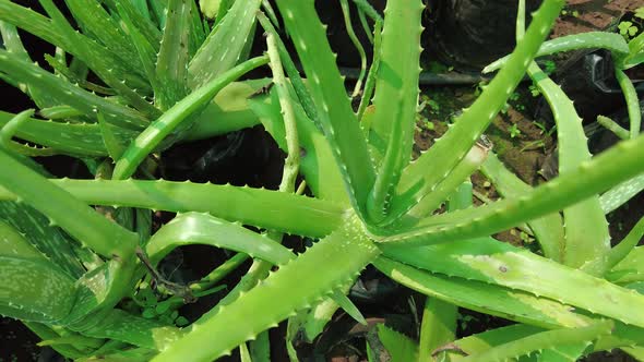 Close Up Of Large Green Aloe Vera Plants In The Garden - high angle shot