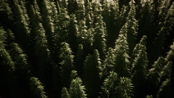 Thickets of Marijuana Plant on the Field alt