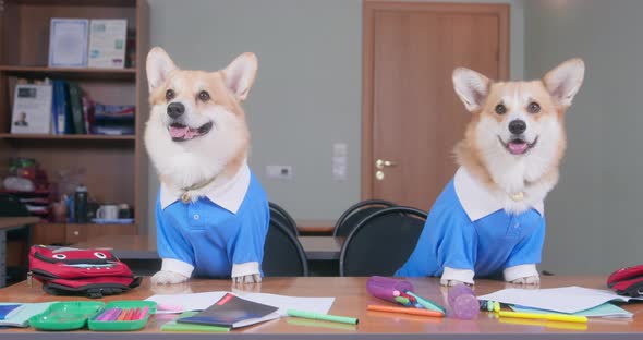 Couple of Dressed Corgis Sit at Desk with Studying Supplies