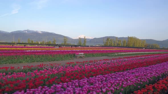 Aerial drone view of tulip flowers fields growing in rows of crops.