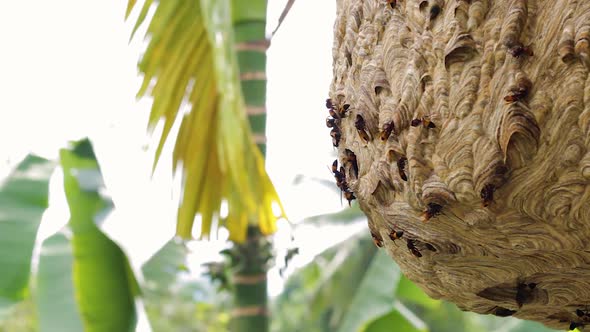 Wasp Hive With Active Wasps IV