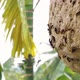 Wasp Hive With Active Wasps IV - VideoHive Item for Sale