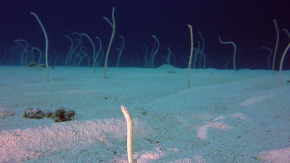 Underwater Beautiful Garden Eels