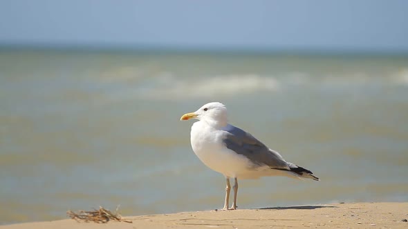 Seagull Stands On The Sand 